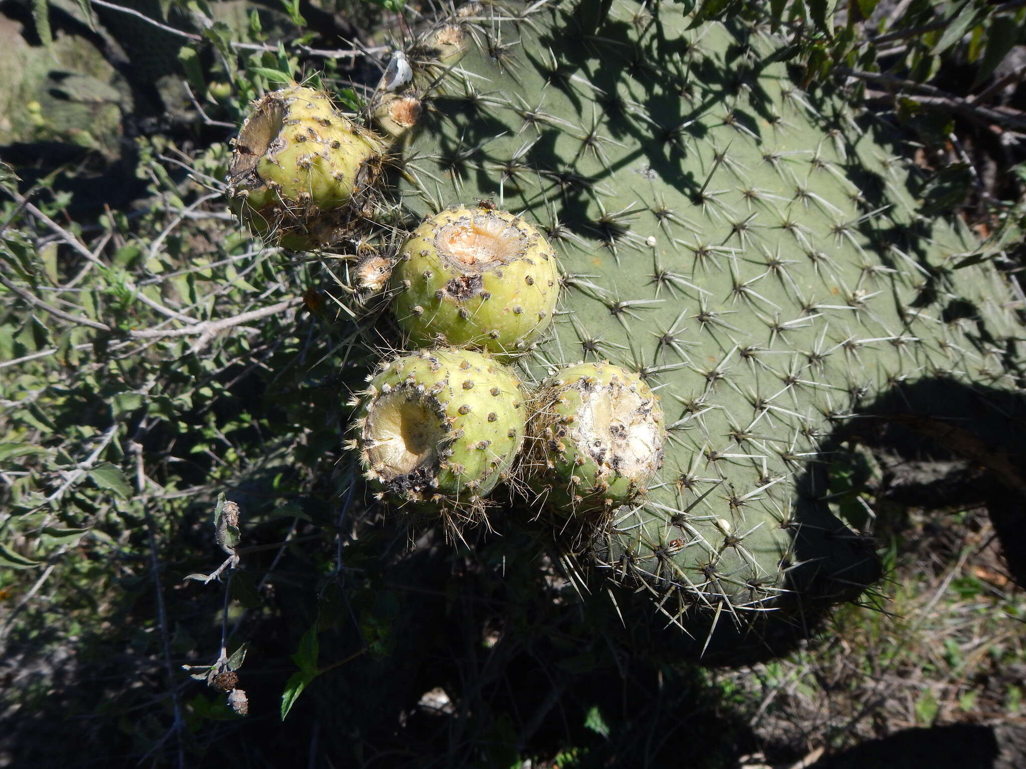 Plancia ëd <i>Opuntia oligacantha</i>