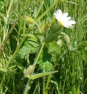 Image of Cerastium nemorale M. Bieb.