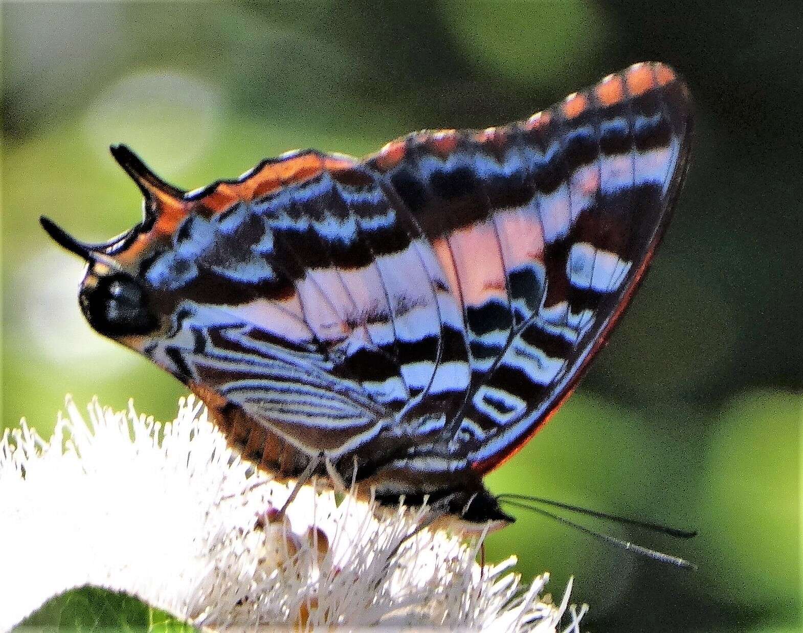 Image of <i>Charaxes <i>druceanus</i></i> druceanus