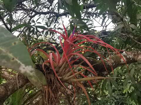 Imagem de Tillandsia brachycaulos Schltdl.