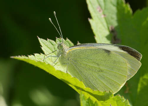 Image of cabbage butterfly