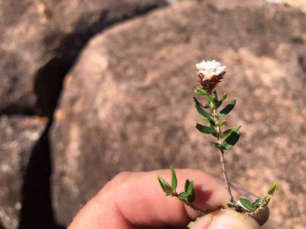 Imagem de Spyridium scortechinii (F. Müll.) K. R. Thiele