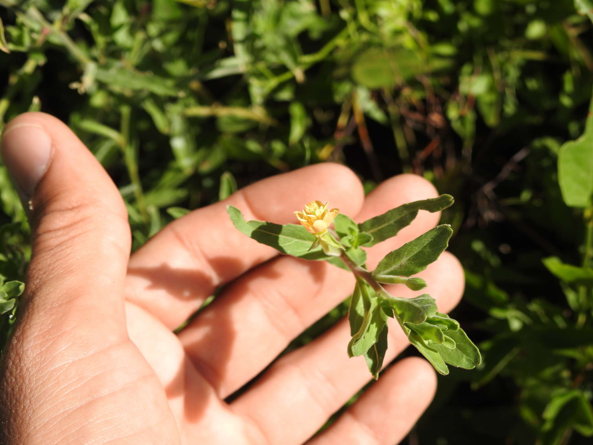 Plancia ëd Oenothera indecora Camb.