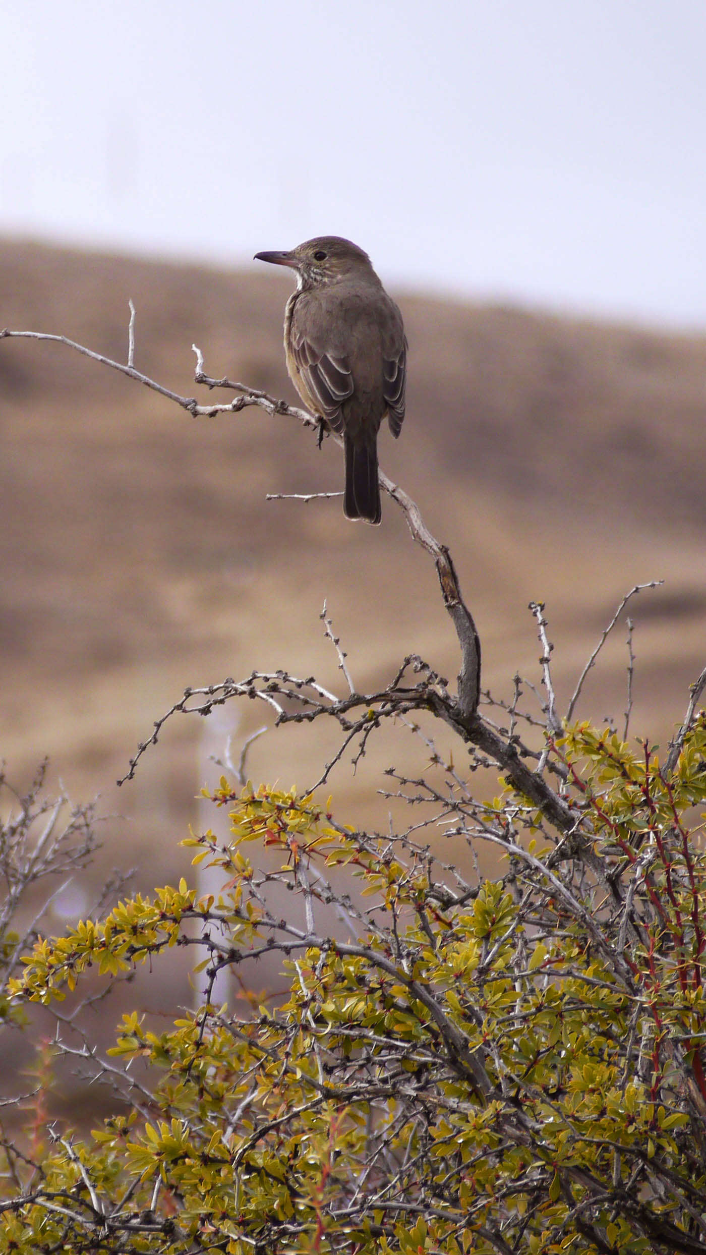 Image of Common Miner