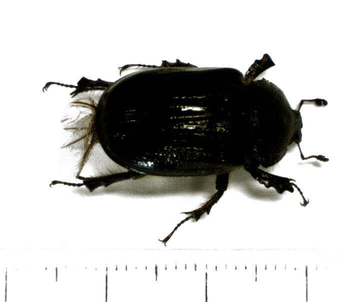 Image of Dendroblax earlii White 1846