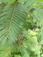 Imagem de Calliandra houstoniana var. anomala (Kunth) Barneby