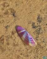 Image of sunset razor clam