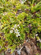 Image of Gentianella magellanica (Gaudich.) Fabris