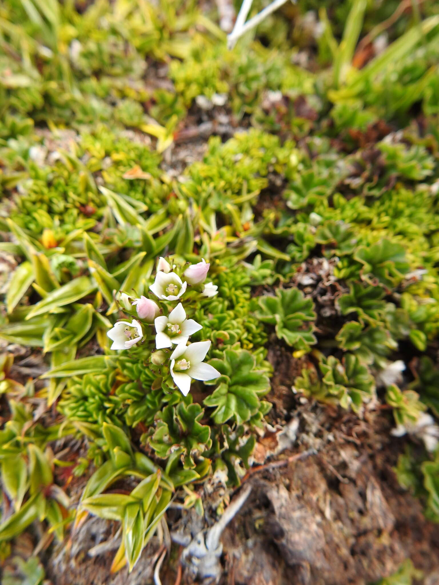 Image of Gentianella magellanica (Gaudich.) Fabris