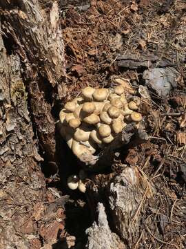 Image of Mycena overholtsii A. H. Sm. & Solheim 1953