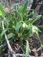 Image of Carolina puccoon