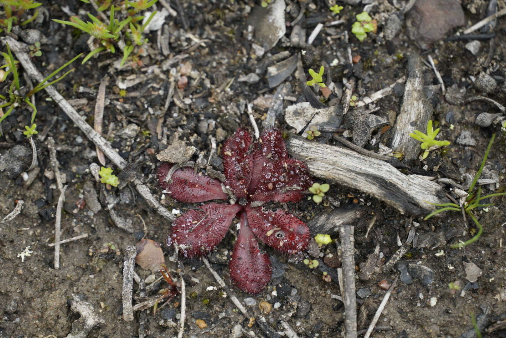 Image of Drosera rosulata Lehm.