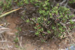 Слика од Ruschia uitenhagensis (L. Bol.) Schwant.