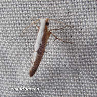 Imagem de <i>Argyresthia lata</i>