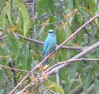 Image of Verditer Flycatcher