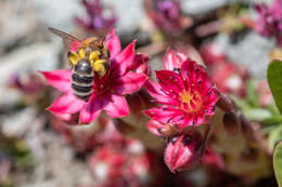 Image of Andrena freygessneri Alfken 1904