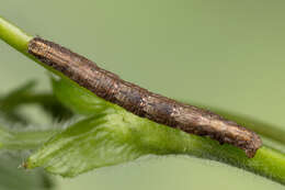 Image of mottled beauty