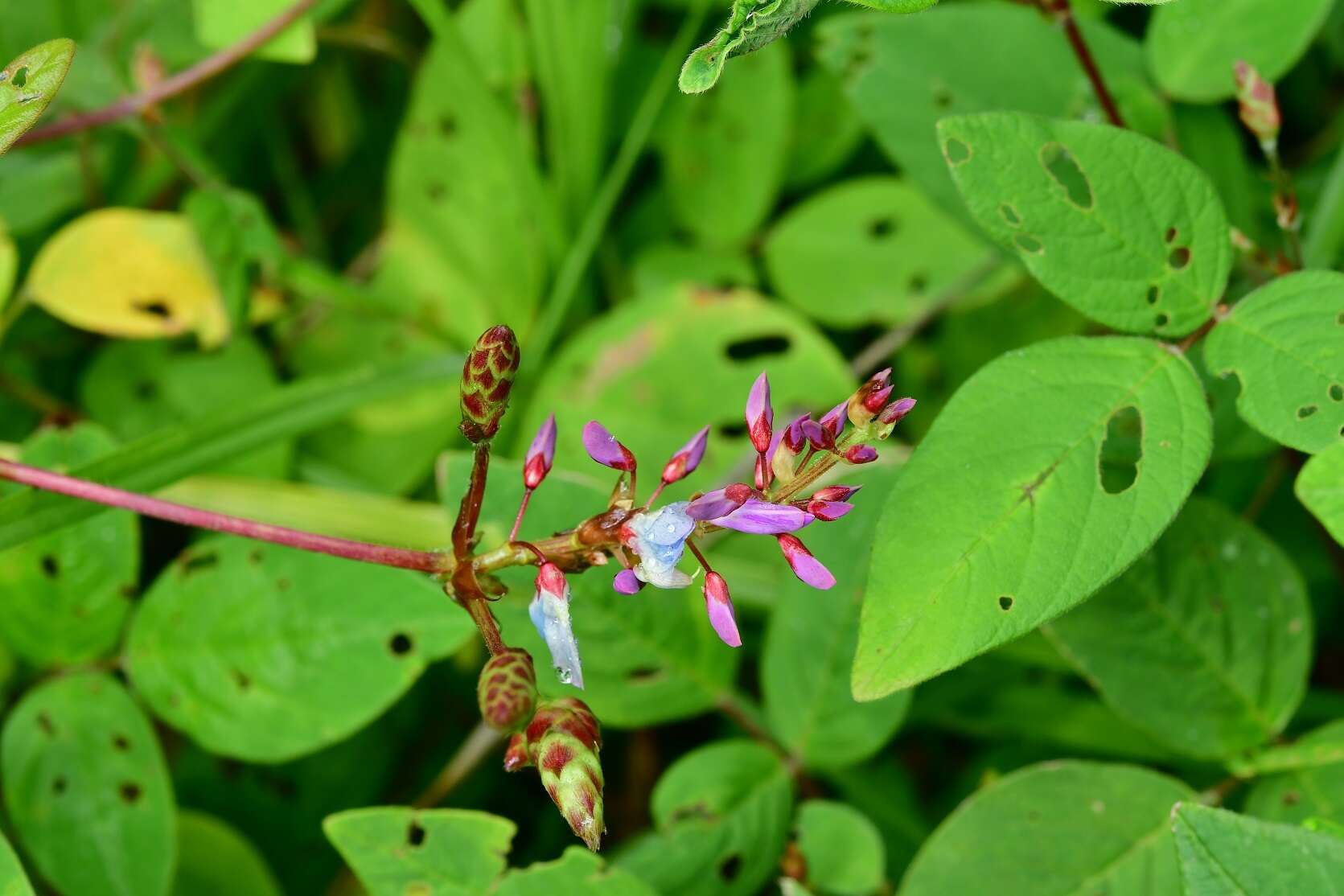 Plancia ëd Desmodium pringlei S. Watson