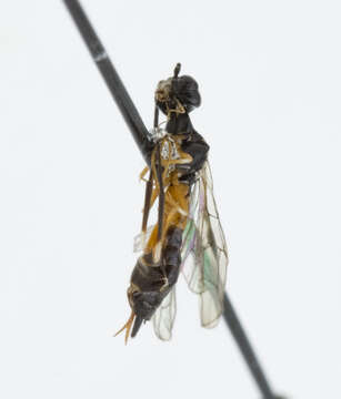 Image of stem sawflies