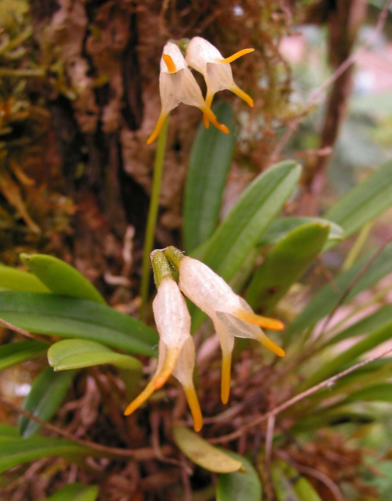 Image of Masdevallia chontalensis Rchb. fil.