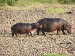 Sivun Hippopotamus amphibius capensis Desmoulins 1825 kuva