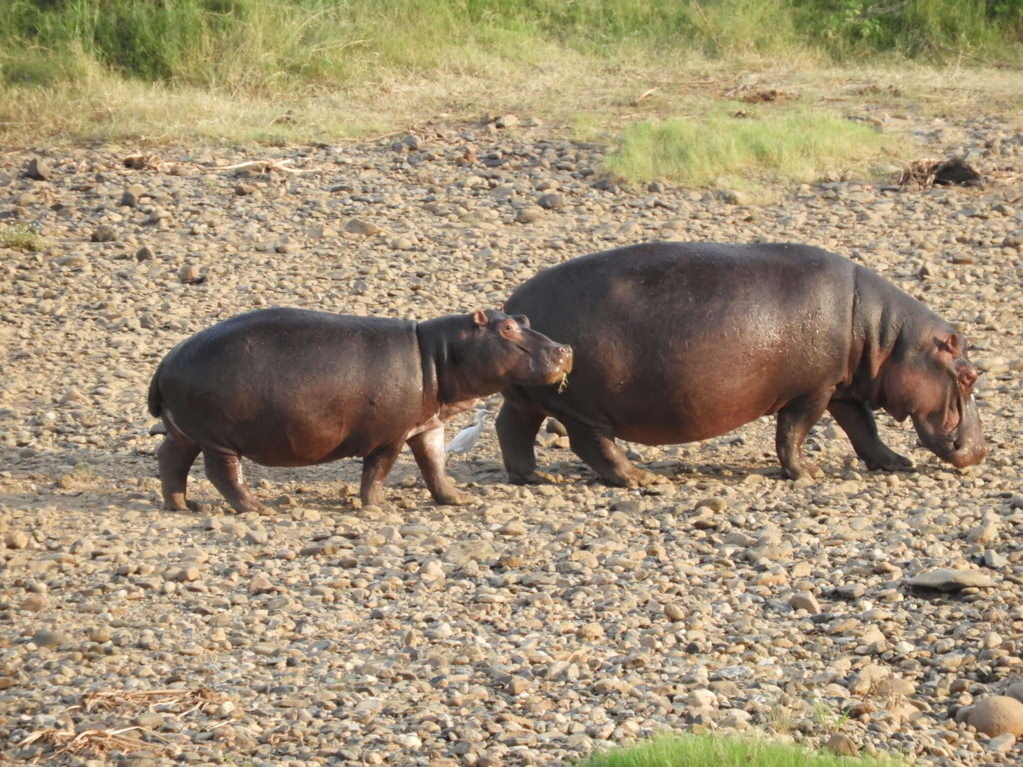 Hippopotamus amphibius capensis Desmoulins 1825 resmi