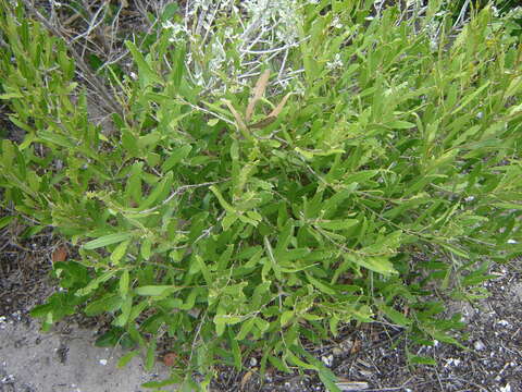 Image of Olea exasperata Jacq.