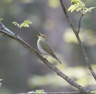 Image of Wood Warbler