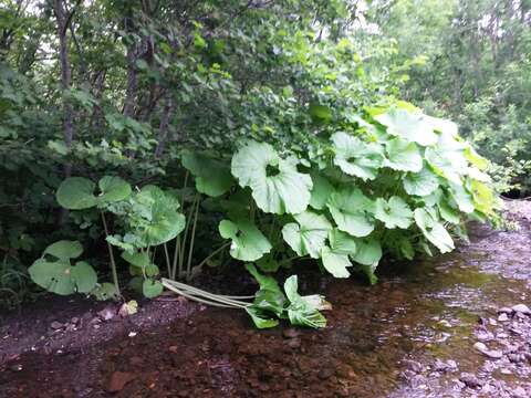 Imagem de Petasites japonicus subsp. giganteus (F. Schmidt ex Trautv.) Kitam.