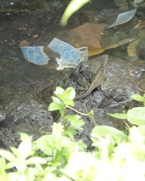 Image of Crested Lizard