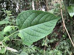 Image of Harlequin Glorybower