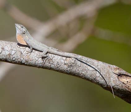 Anolis litoralis Garrido 1975 resmi