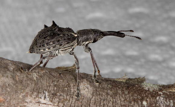 Image de Eurhynchus quadrituberculatus Boheman 1839