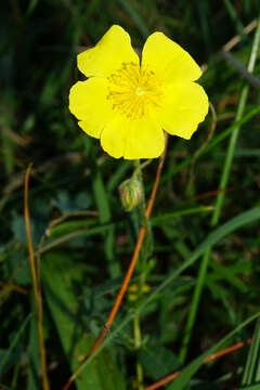 Image of Helianthemum nummularium subsp. obscurum (Celak.) J. Holub