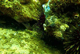 Image of Orange cardinalfish