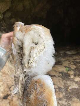 Image of Tyto alba erlangeri Sclater & WL 1921