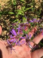 Image of thinleaf late purple aster