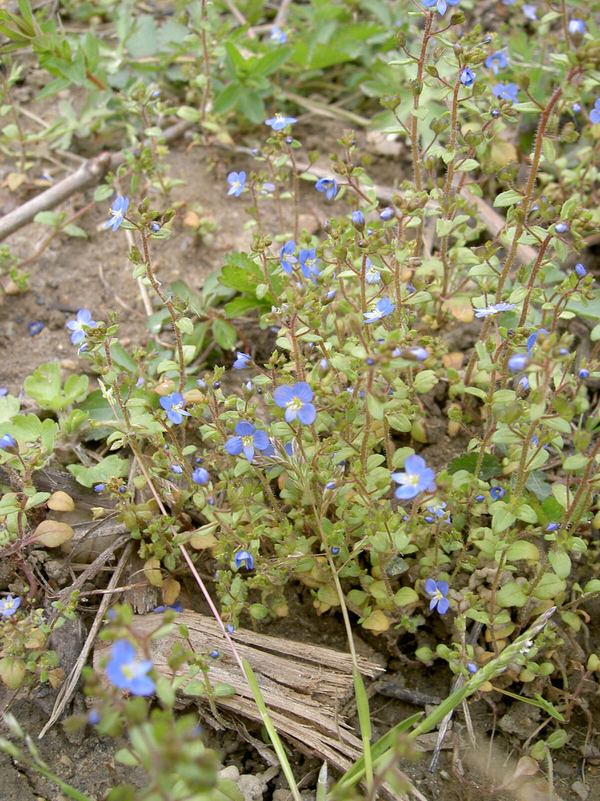 Image of Veronica acinifolia L.