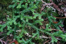 Image of Selaginella remotifolia Spring