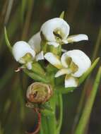 Sivun Disa longifolia Lindl. kuva