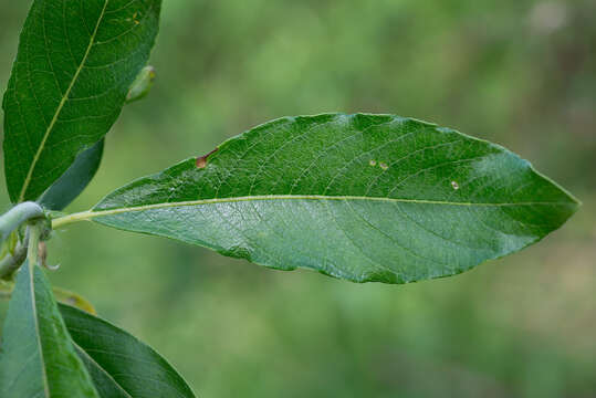 Image of Salix viminalis var. gmelinii (Pall.) Andersson