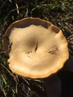 Image de Agrocybe putaminum (Maire) Singer 1936