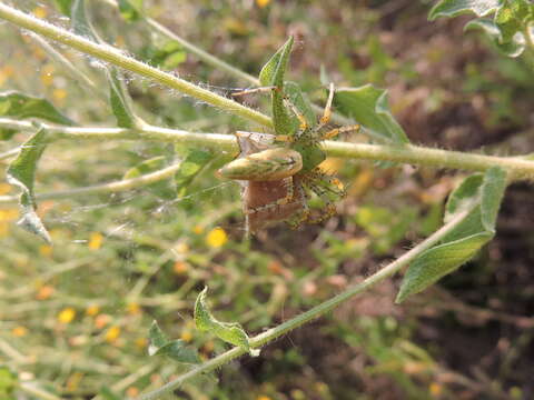 Image of Peucetia