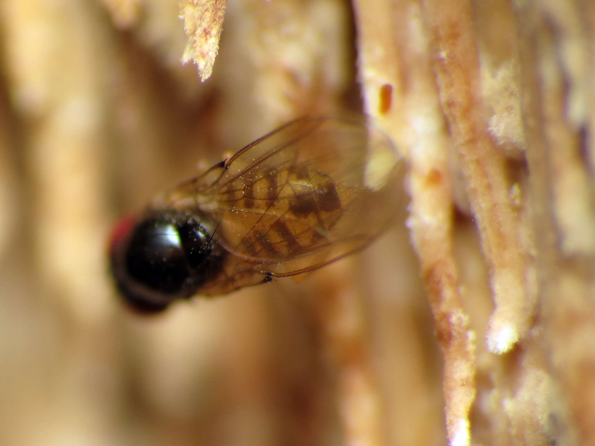 Image of Mycodrosophila claytonae Wheeler & Takada 1963