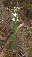 Sivun Olearia paucidentata (Steetz) F. Müll. ex Benth. kuva