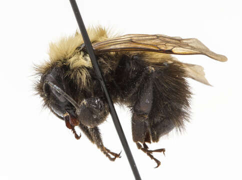 Image of Two-spotted Bumblebee