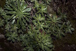 Image de Saxifraga cotyledon L.