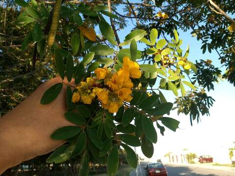 Image of limestone senna