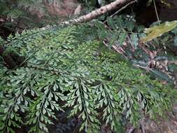 Image of Johnstone River fern