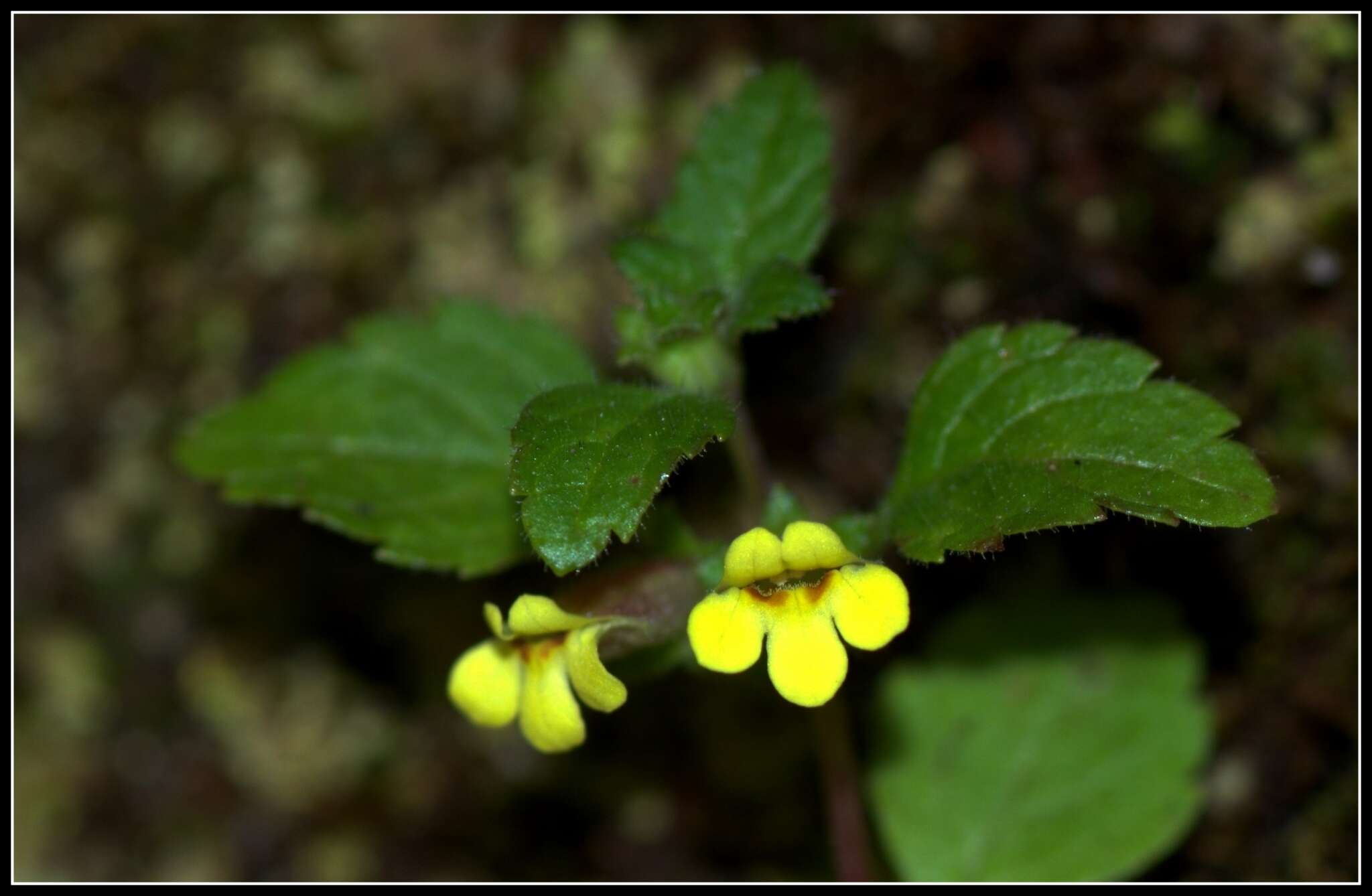 Image of Lindenbergia muraria (Roxb. ex D. Don) Brühl